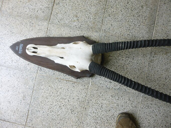 Přímorožec Oryx - 10