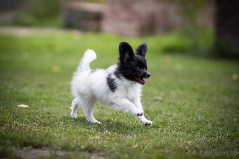Papillon s PP - 10