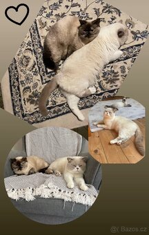 Britská krátkosrstá koťátka -Colorpoint - 10