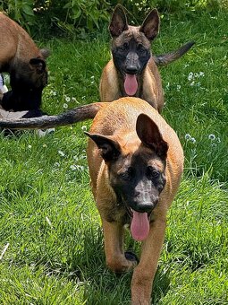 BELGICKÝ OVČÁK MALINOIS - ŠTĚŇATA - 10