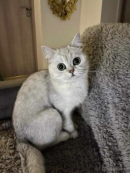 Britské koťatka chinchilla - 10