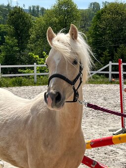 Welsh pony B - valach - 10