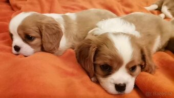 Kavalír King Charles španěl, kavalir,cavalier,kavalirek - 10