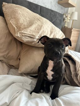 Stafordšírský bulteriér - 10