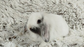 Zakrslý beránek, králíček, králík - MINDY - 10