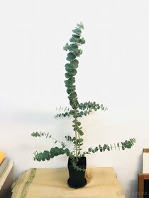 Eukalyptus ( český vypěstek) - 10