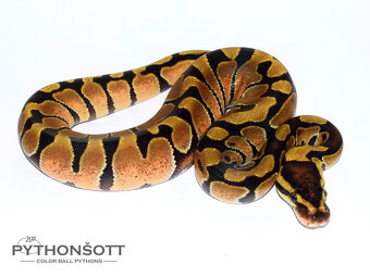 NOVĚ SNÍŽENÉ CENY - Krajta královská (python regius) - 10