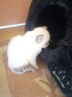 Ragdoll bez PP - 10