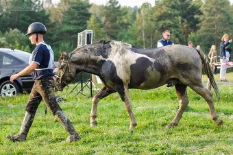 Velká huculská klisna, hucul, hnědka, skoky. Chcesz, żebym - 10