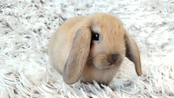 Zakrslý beránek, králíček, králík - JIJI - 10