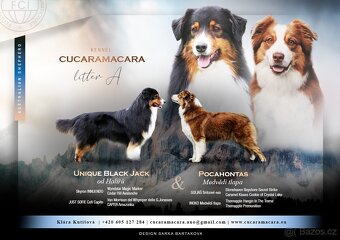 Australský ovčák s PP - TOP - 10