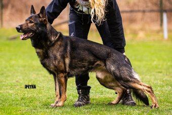 Německý ovčák - štěně s PP - 10