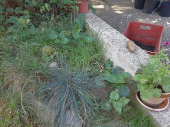 Zahradní rostliny - 10
