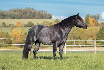 Připouštění výjimečným BLUE ROAN hřebcem QH, 7 panel N/N - 10