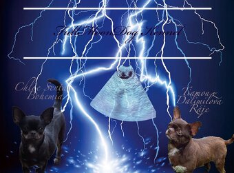 Čivava s PP k rezervaci - 10