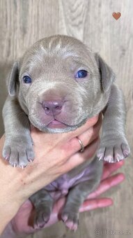 American Bully XL (reg. ABKC) Modrá a Šampaň štěňátka - 10