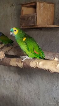 Amazoňan modročelý - 10