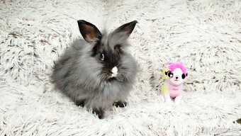 Zakrslý králík, králíček - HOLLY - 10