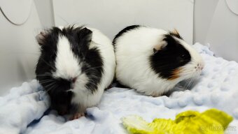 Zakrslý beránek, králíček,6- BARČA A BOBINKA - 10