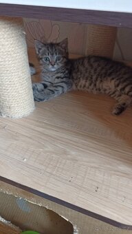 Britská koťátka whiskas a colourpoint - 10