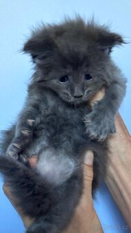 Mainská mývalí kočka- koťata/ Maine coon - 10