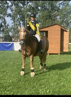 Klisna hafling - pony B do sportu - 10