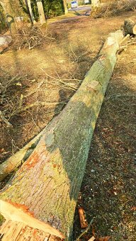 Lipové dřevo - kmeny - 10