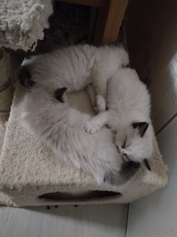 Koťátka s PP plemena Ragdoll - 10
