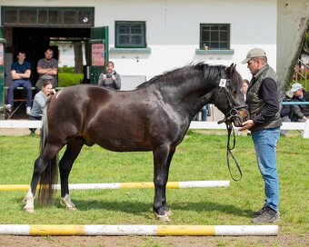 Huculský hřebec, Hucul, malý kůň, pony, tobiano - 10
