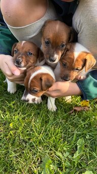 Jack Russel Terier - 10