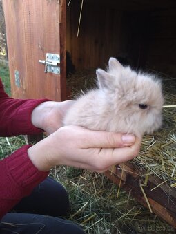 Prodám zakrslá králíčata - 10
