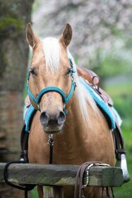 Připouštění QH hřebcem - 10