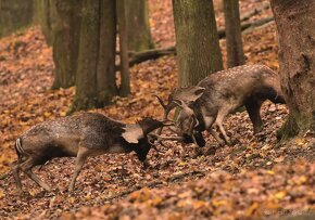 LÁNSKÁ OBORA V PROMĚNÁCH ČASU - 10