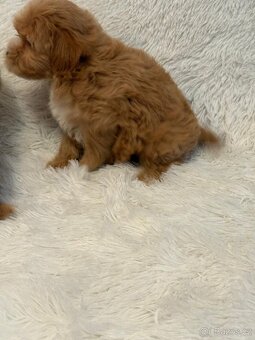 Maltipoo - 10