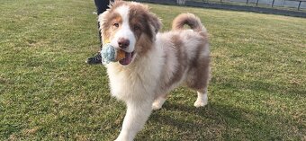 Australský ovčák s PP - 10