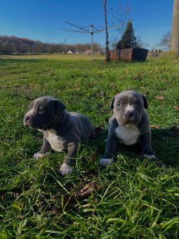 🐾 Americký stafordšírský teriér – modrá štěňátka Bibi a Oli - 10