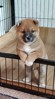 shiba inu - 10