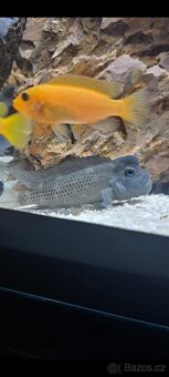 Prodam tlamovce z Malawi - 10