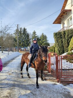 Huculská klisna, hucul, Tobiano, pony, malý kůň - 10