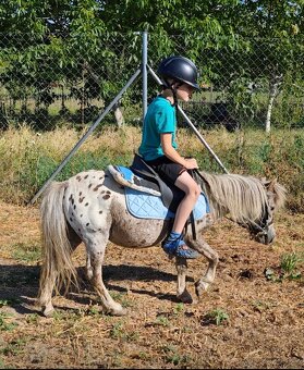 PREDÁM / VYMENIM MiNi poniky - 10