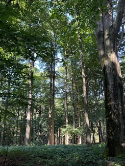 Prodej lesního pozemku v k.ú. Liberk - 10