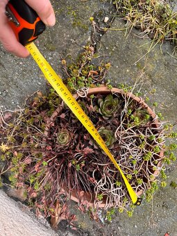 Květináče (i s obsahem pokud chcete) - cena za vsechny - 10