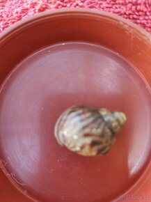 Šnek africký rodu achatina imacullata - 10