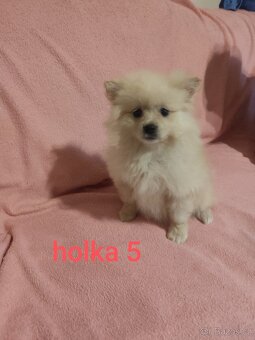 Špic pomeranian štěňátka - 10
