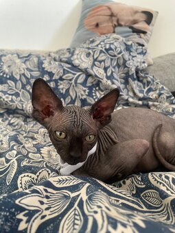 Kočičky Sphynx - 10