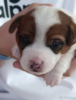 štěňata Jack Russell teriéra s PP - 10
