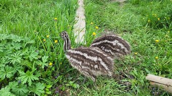 Pštros emu hnědý australský - 10