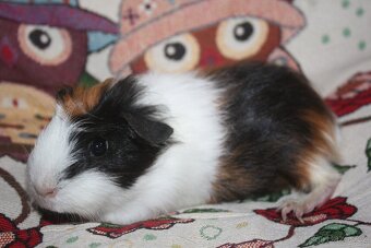 Morčátka z chs - 10