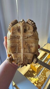 Suchozemské želvy - 10