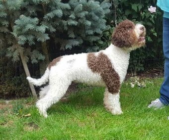 Lagotto romagnolo s PP - volný poslední pejsek- - 10